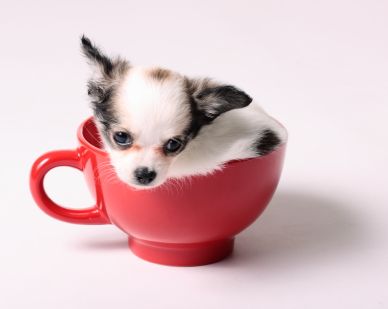 teacup chihuahua accessories