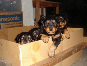 Cute Rottweiler Puppies in a big box