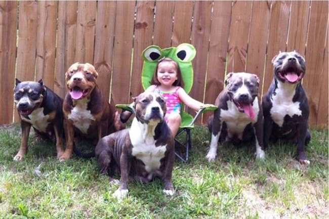 Pitbull Dog Pictures - Images and Photos of American ...