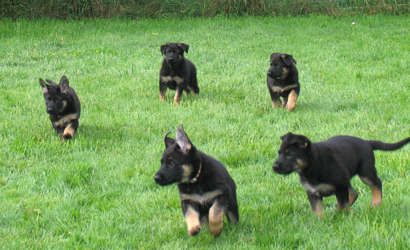 German Shepherd Puppies Playing on the Grass