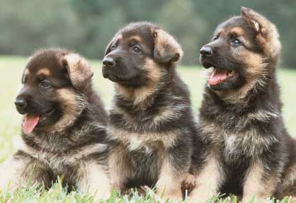 Cute German Shepherd Puppies in the posing mood