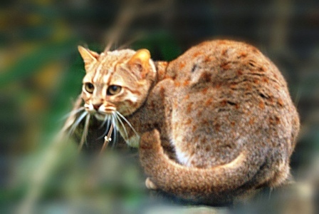 rusty spotted cat1