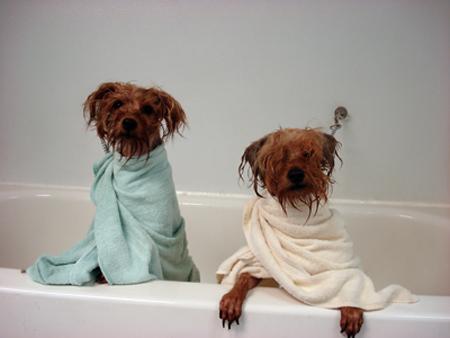 two cute yprkie puppies in bath tub