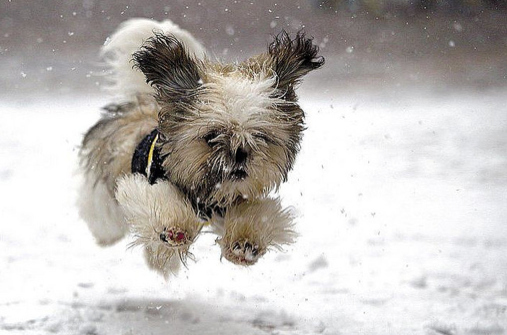 Yorkie  flying in snow