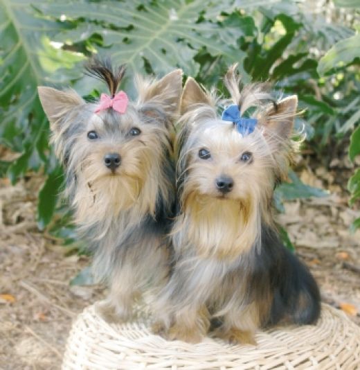 Yorkie  Puppies ready for party