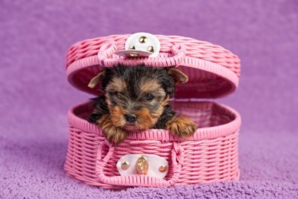 Yorkie puppy in pink basket