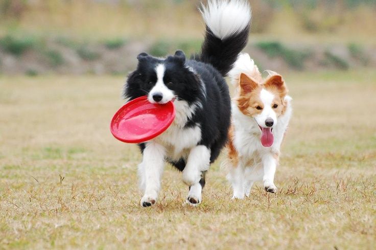 A black and brown border collie playing with a frisby