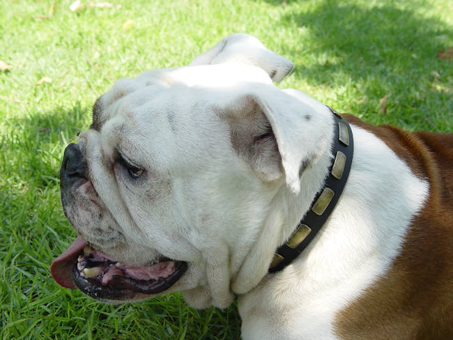 American bulldog  with collar