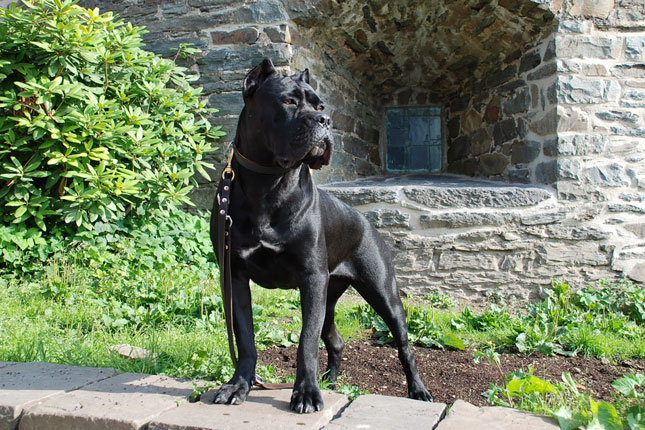Cane Corso is intelligent and active