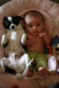 Chihuahua with children