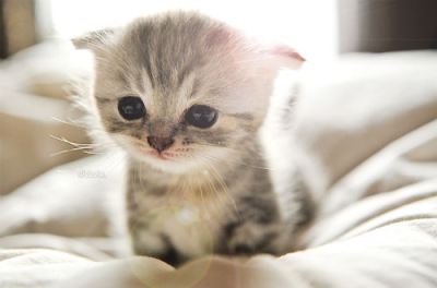 Cute Munchkin Kitten