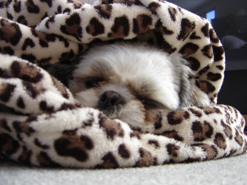 Cute Shih Tzu in a  blanket