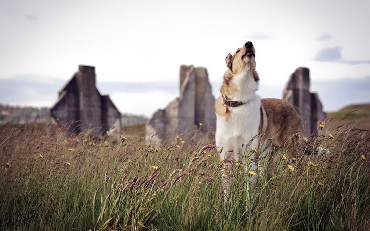 Dogs can smell, hear, and feel a change in the weather