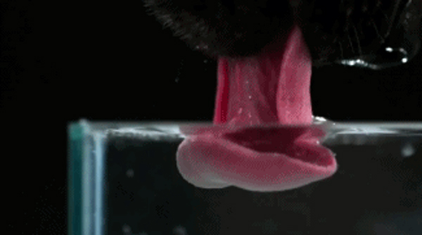 Dogs drink water by forming the back of their tongue
