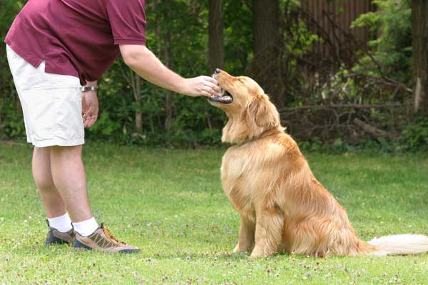 Golden Retriever is intelligent and fast learners