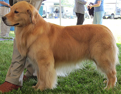 Golden Retriever is responsive dog