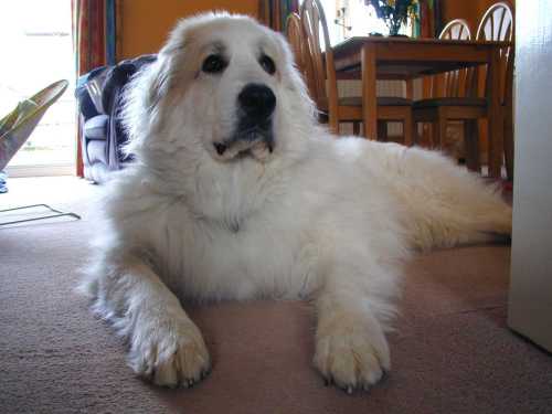 Great Pyrenees is fearless and loyal