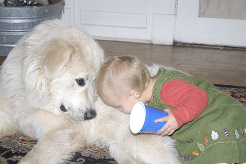 Great Pyrenees with children