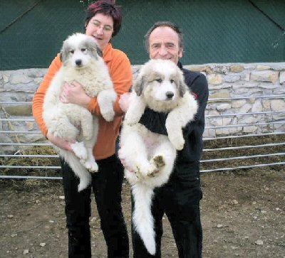Great Pyrenees with family