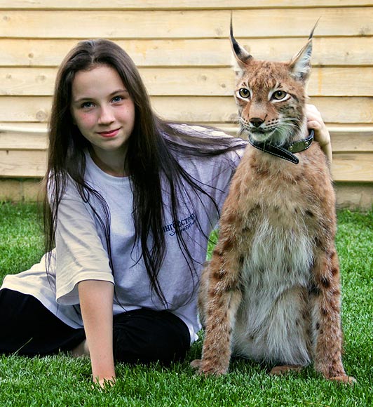 lynx cat pet