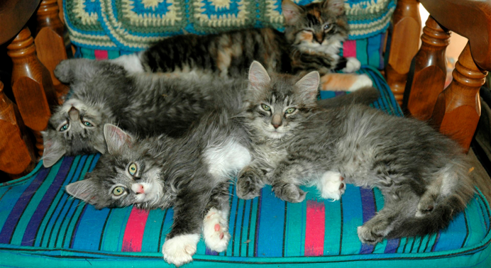 Maine Coon Family
