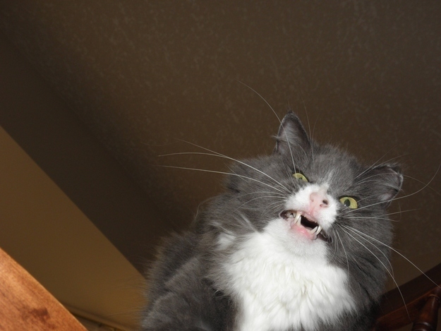 Photo of cat in mid sneeze