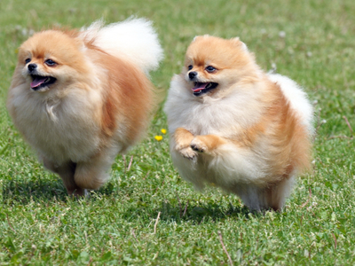 Pomeranian is lively and always ready to play