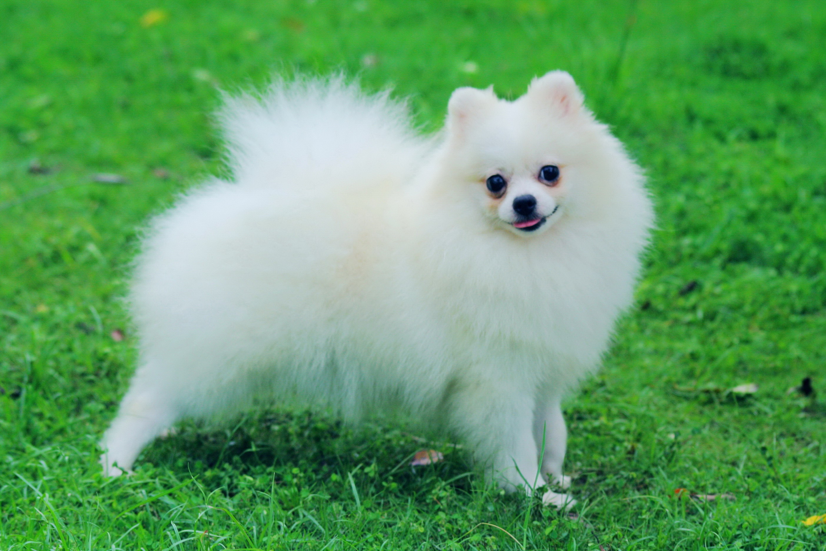 Differences Between Pomeranian And German Spitz