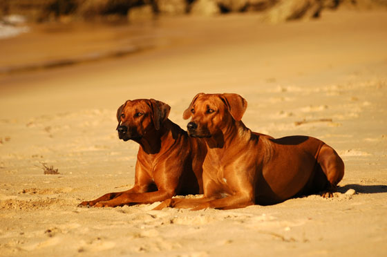 Rhodesian Ridgeback Dogs