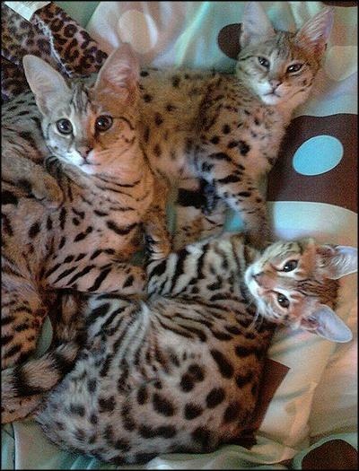 Savannah Cat Family