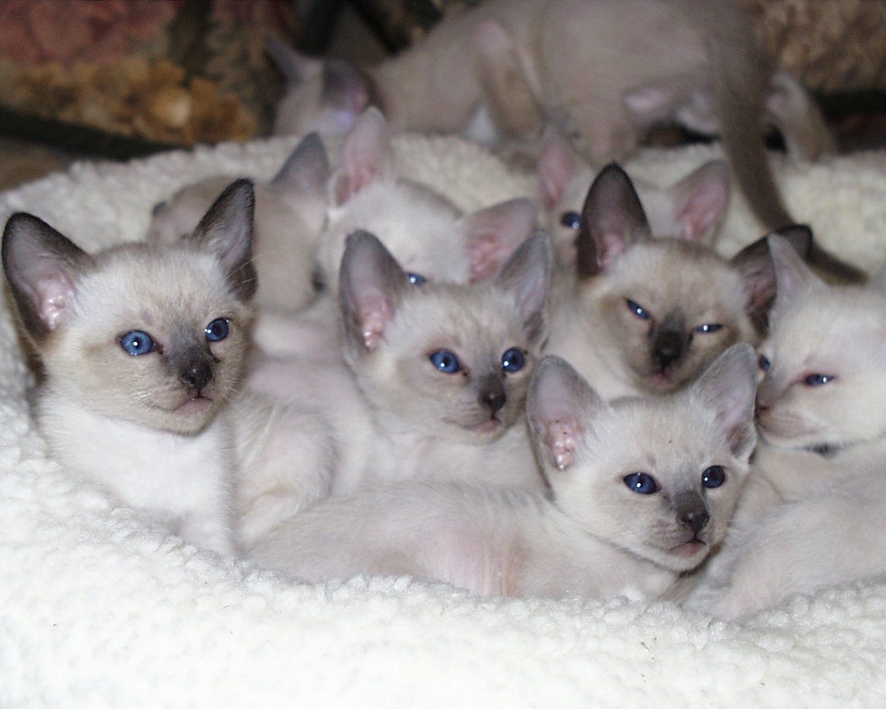 Siamese Cat Family