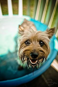 Silky Terrier in blue bath tub