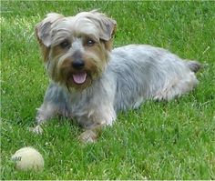 Silky Terrier playing with ball on grass