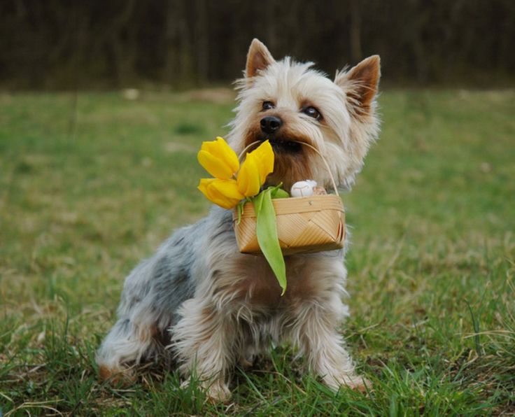 Silky Terrier with flower basket