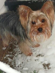 Silky terrier in the snow