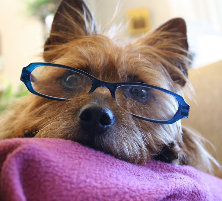 Silky terrier  wearing glasses.