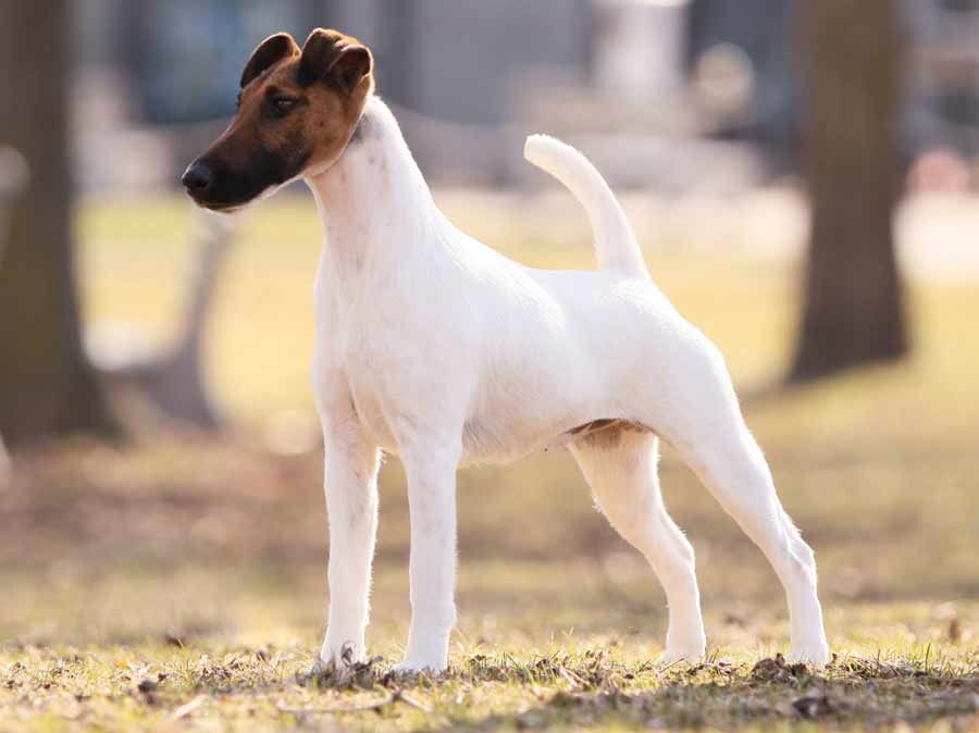 Smooth-Fox-Terrier