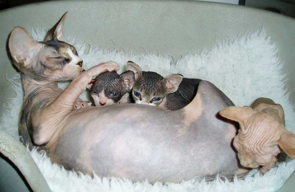 Sphynx Cat Family