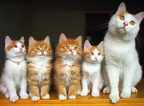 Tabby Cat Family