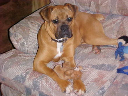 boxer-brown-dog
