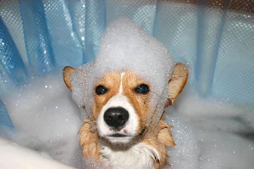 dog a bath using a shampoo