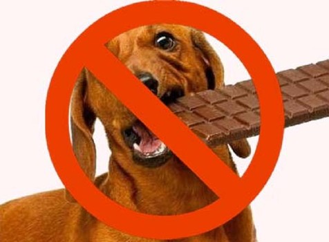 dogs-should-not-eat-chocolates
