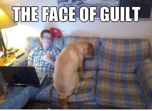 funny-pictures-dog-couch-face-of-guilt