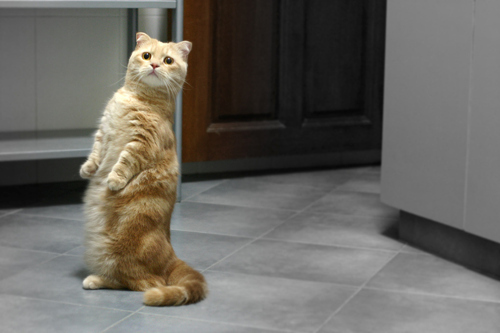 munchkin cat standing up