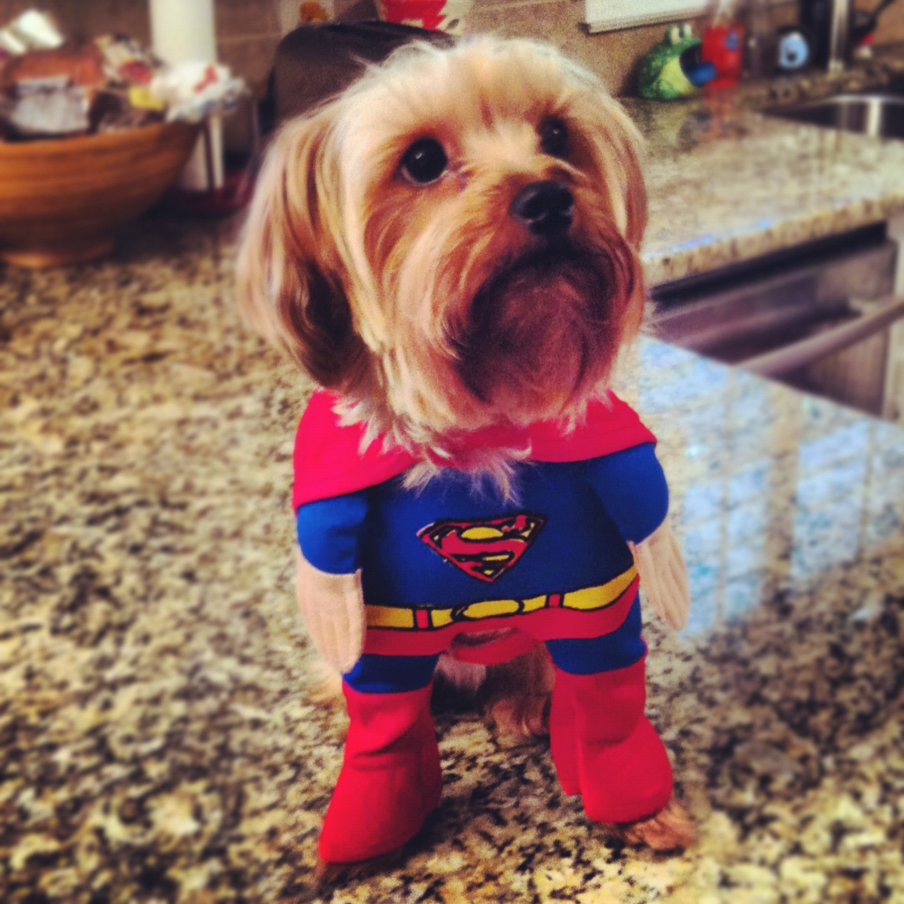 silky terrier in superman dress