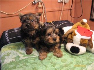 silky terrier puppy with tedddy