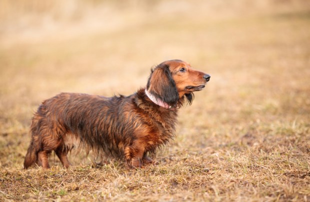 Dachshund-is-smart-and-courageous