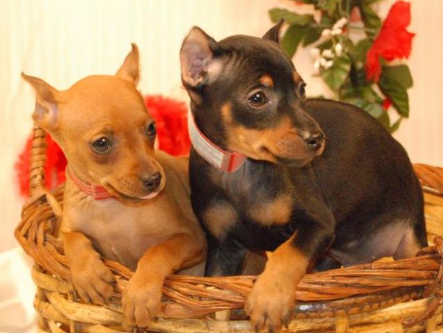Miniature-Pinscher-Puppies