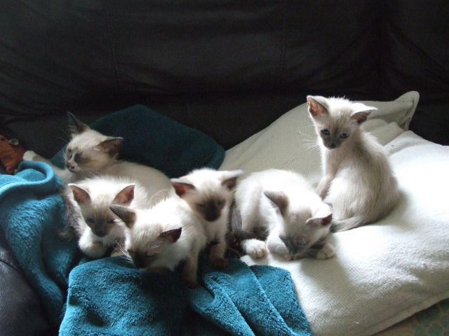 Snowshoe kittens