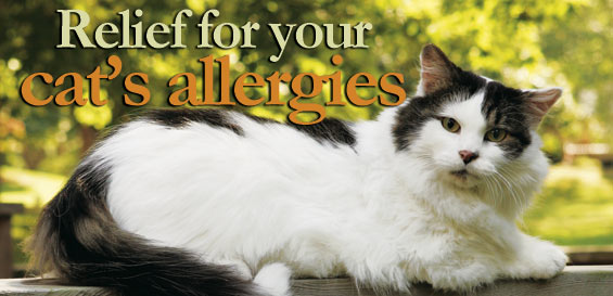 a-1827-cat-allergies
